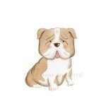 English Bulldog