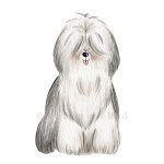 Sheepdog